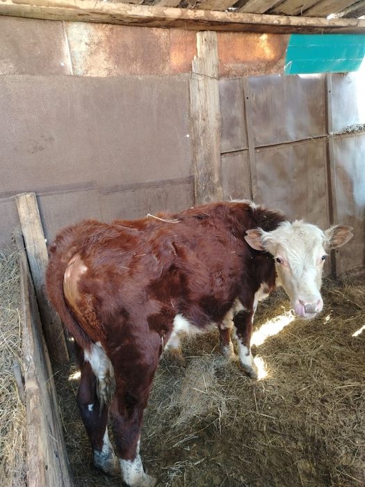 Баспак сатылады еркек