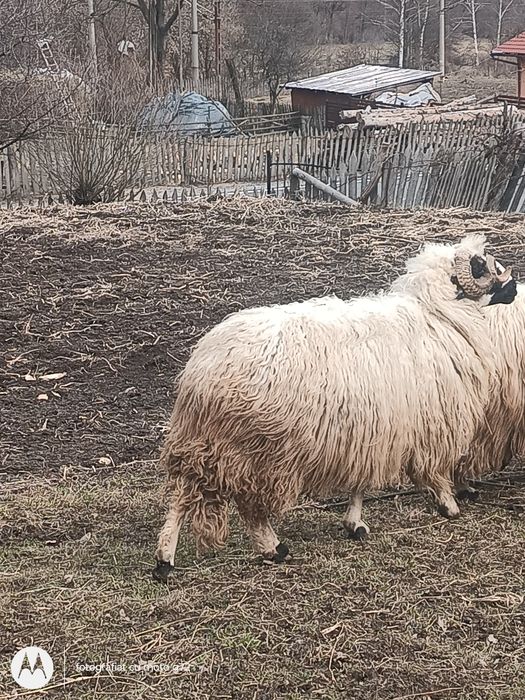 Berbeci de vânzare!