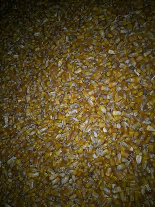 Кукуруза в зерне