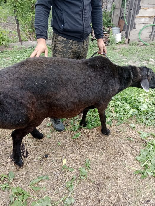 Продам Борана 1.8