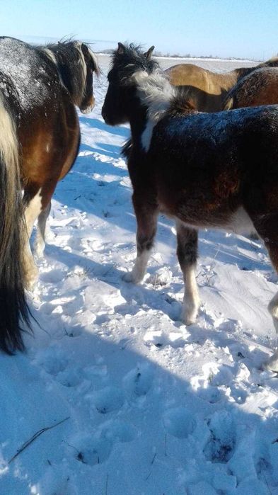 Продам Жеребчика