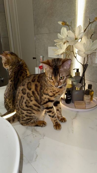 Кошка бенгальская