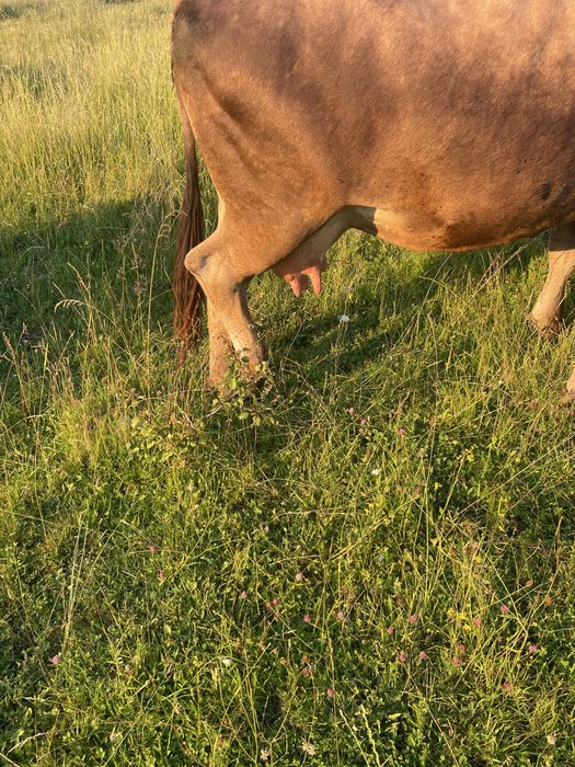 Vand vaca de carne