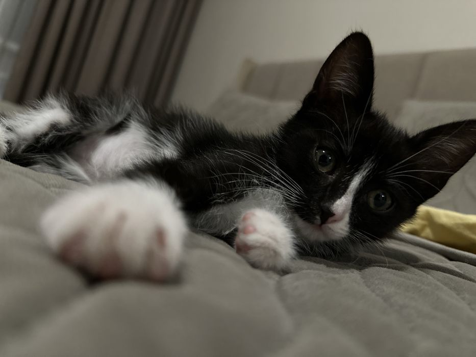 Котёнок девочка в добрые руки