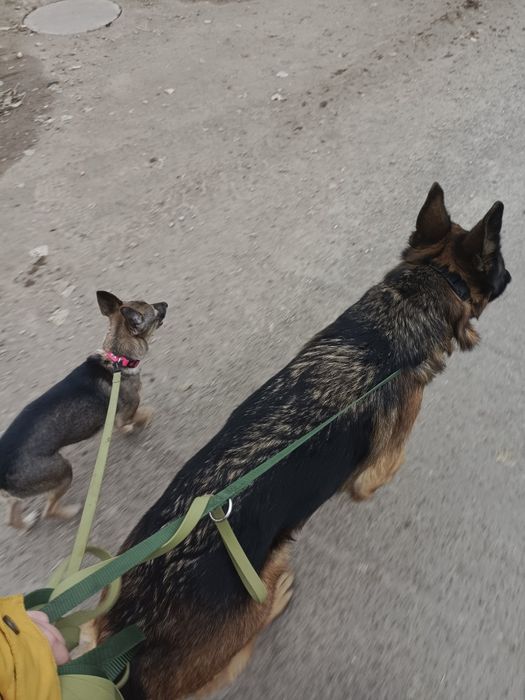 Дрессировка собак