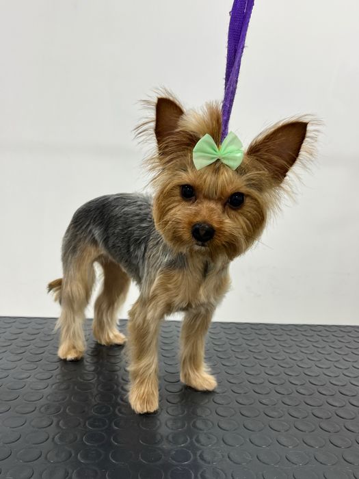 Груминг собак маленьких пород