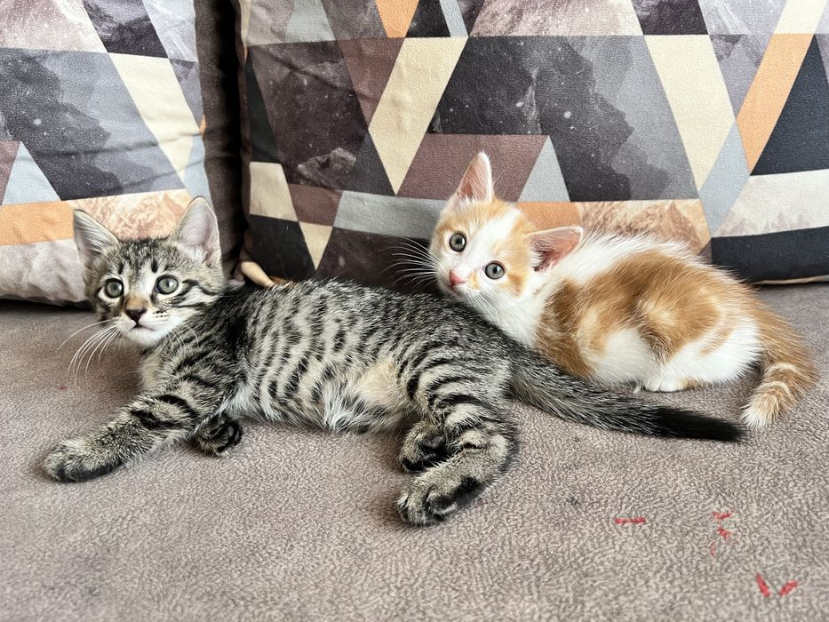 отдам котят даром