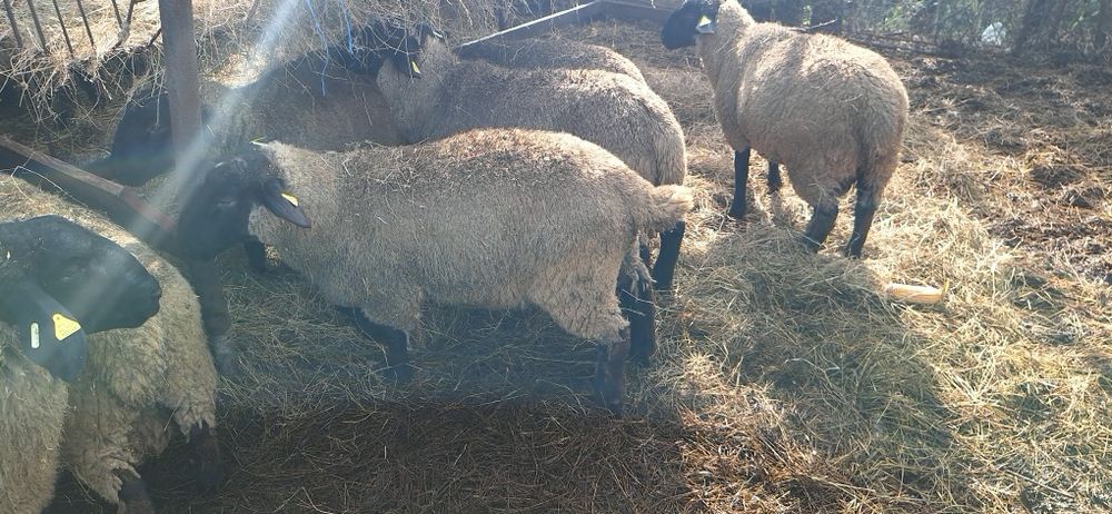 Berbecii  suffolk