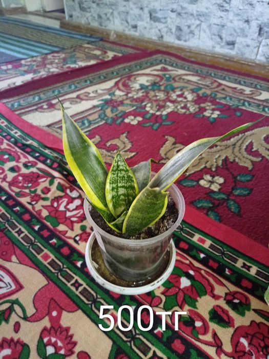 Үй гүлдерді гаршокпен