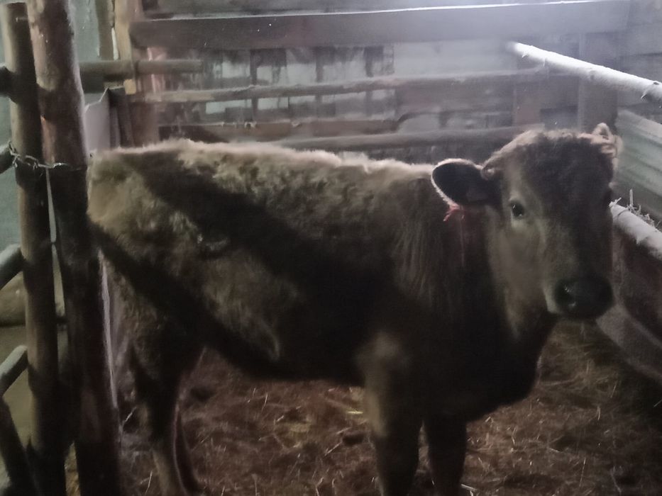 Продам телочку  подсосную