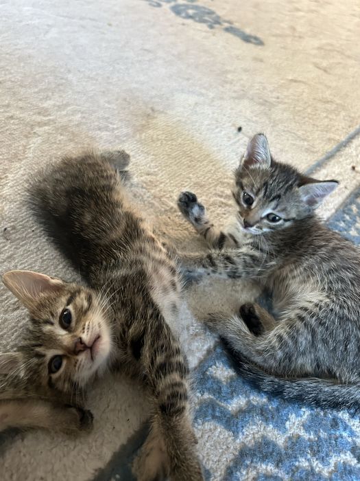 Котята в добрые руки!