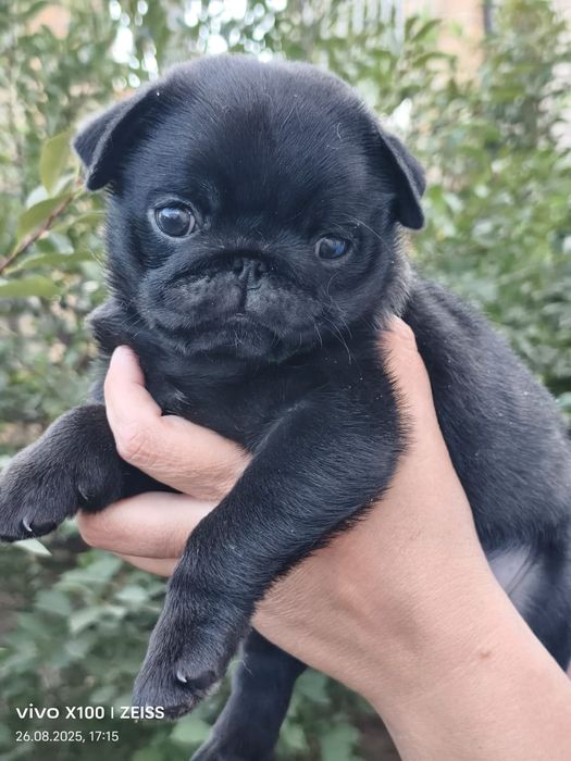 Продам шикарного щенка мопсика