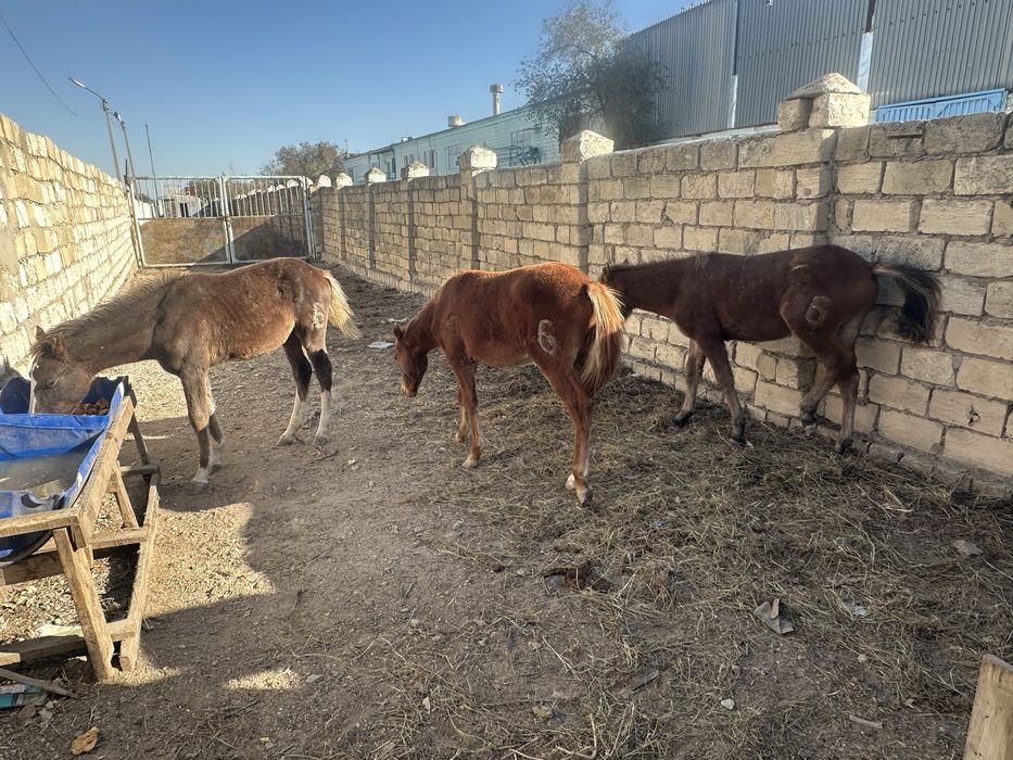 Жалаңаш арық балапандардың фотосуреттері