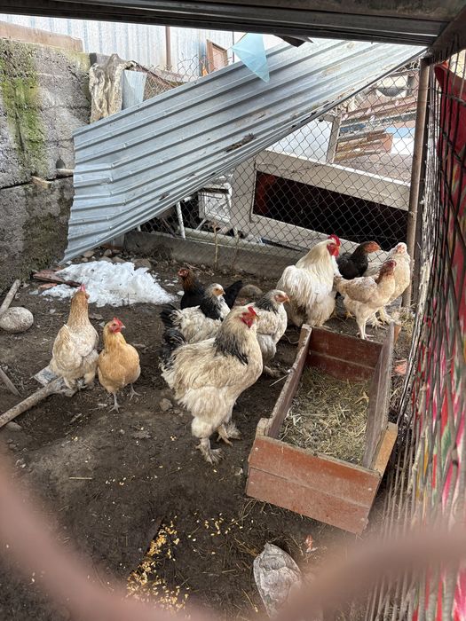 Продам домашних курей ,куры светлая брама