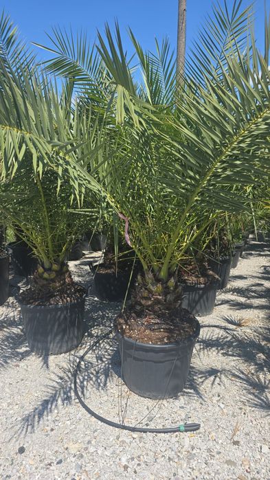 Palmier trachicarpus, Fortunei, arțar rosu,liquidambar