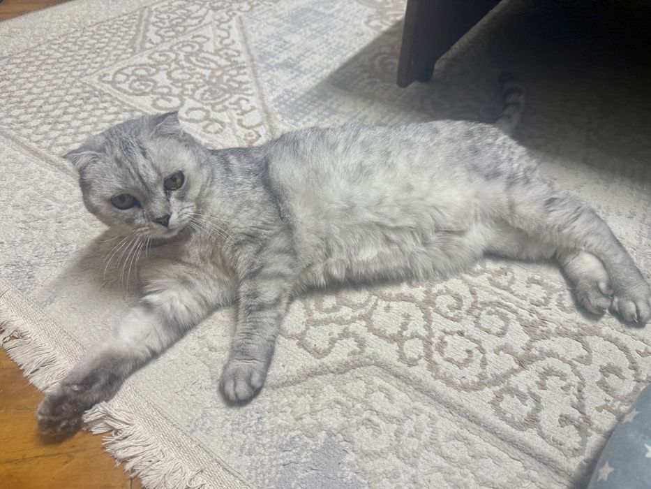 Отдам кошку в хорошие руки