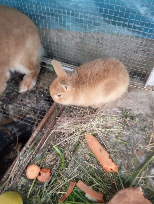 Онабола кийон зотдор