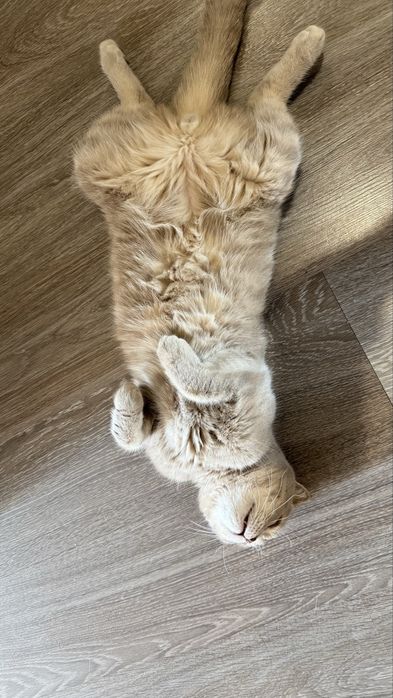 Отдам кота в добрые руки