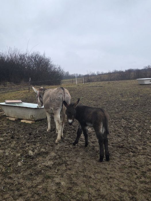 Vând 1-2  magarite cu pui mic, cu lapte
