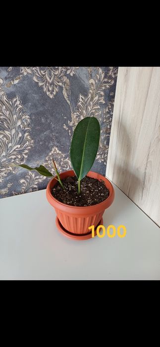 Комнатные растения от 1000