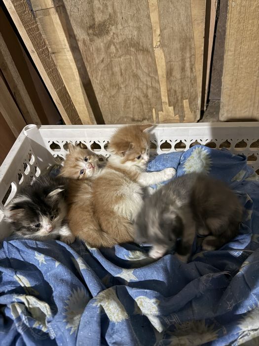 Скоттиш страигхт+турецкий ван