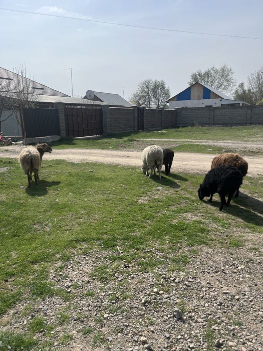 Қой сатылады қозысымен