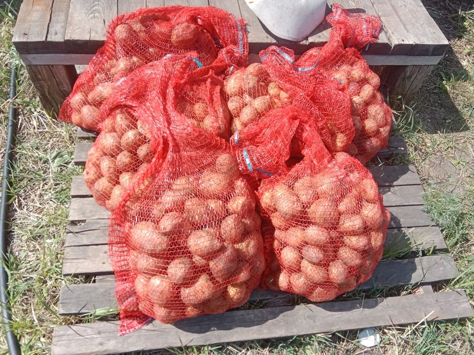 Картофель ведро 4000