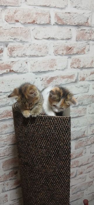 Продам котят, 1.5 месяца