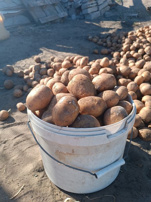 Продам домашний картофель