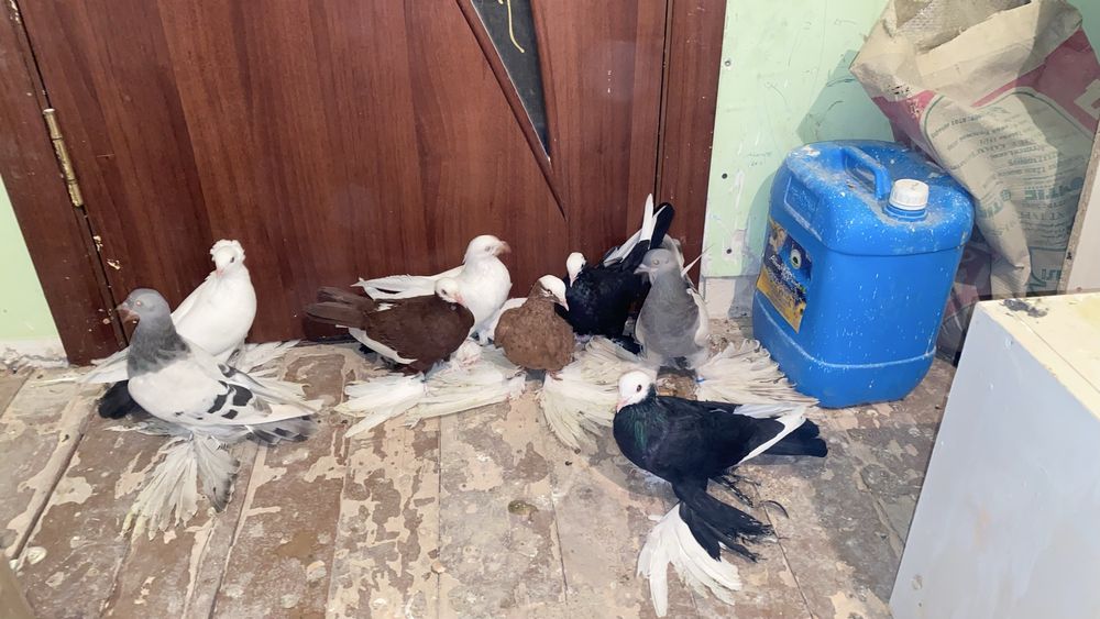 Гарантия 16 ггпрор