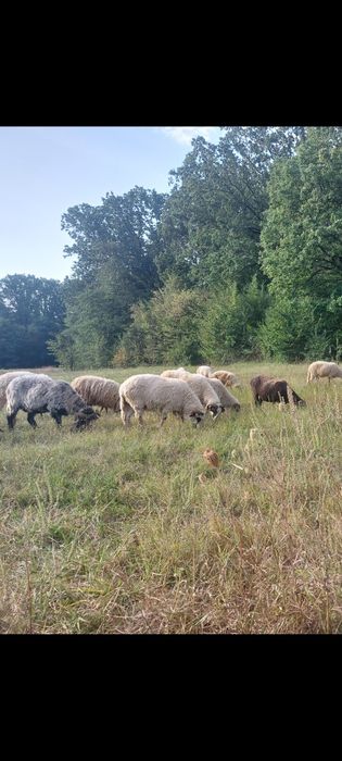 Berbecuti Turcani Brezi Grași