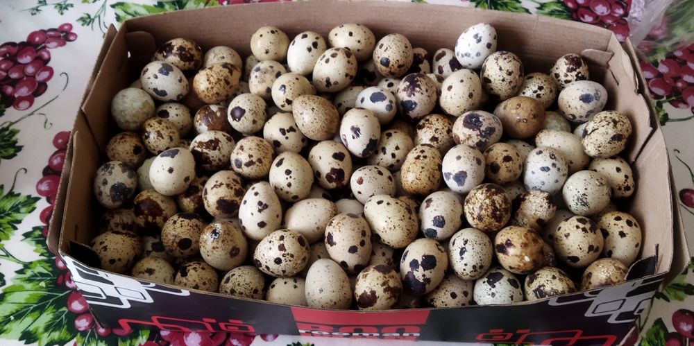 Продам яйцо диетическое