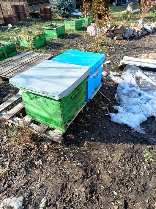 Продам пчелосемьи