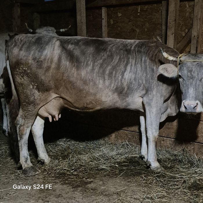 Vând vaca cu lapte fatata de 3 luni jumate nu are vițel