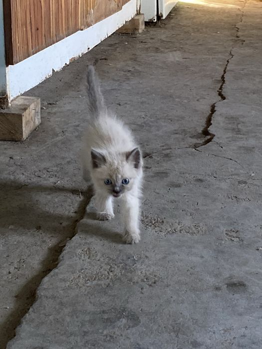 Отдам котят в хорошие руки