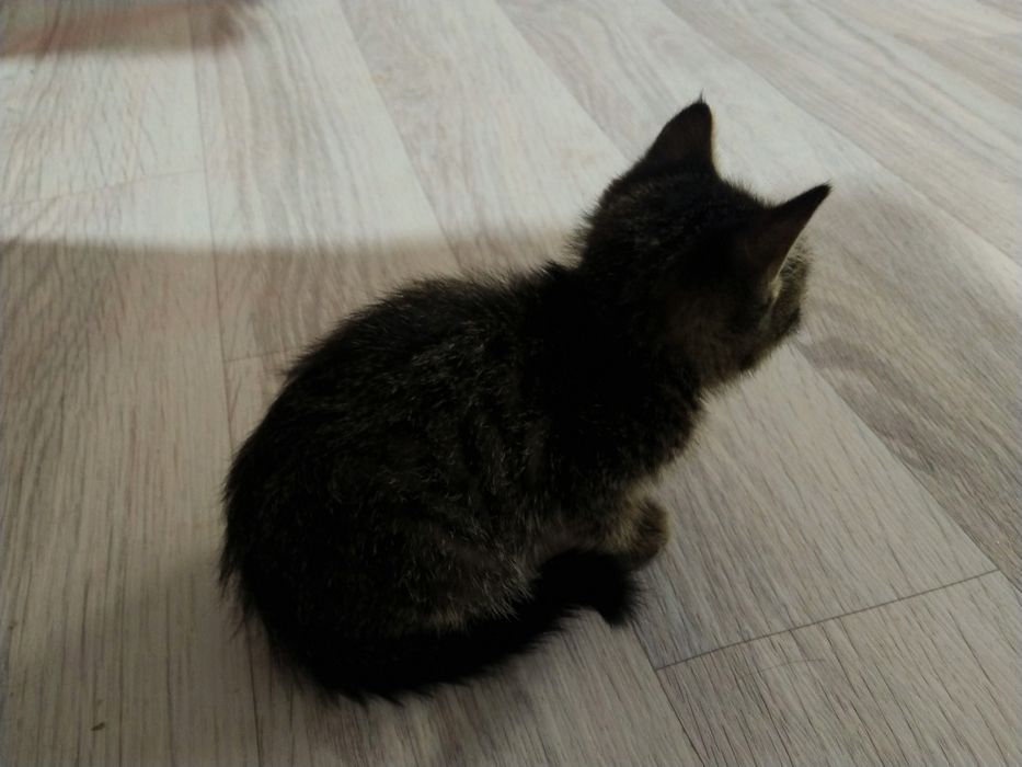 Здоровый милый котик в добрые руки