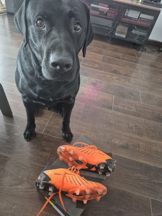 Ghete fotbal adidas predator pro 43