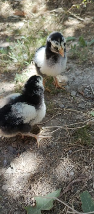 Wyandotte joʻjalari serebro. 1 xaftalik