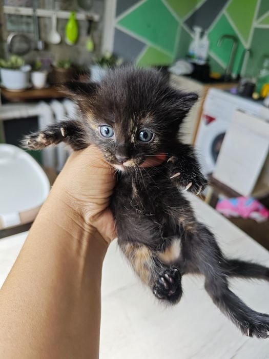 Отдам котят в добрые руки
