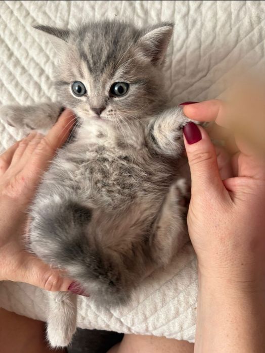 Продается котенок,мальчик шотландец