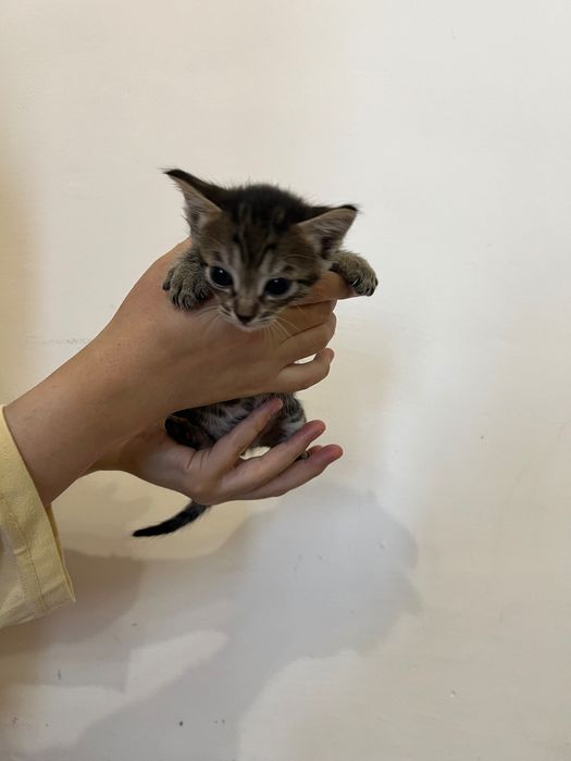 Отдам котят в добрые руки