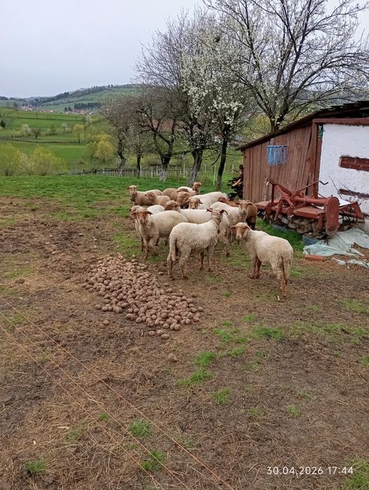 Oi roși tigăi tinere