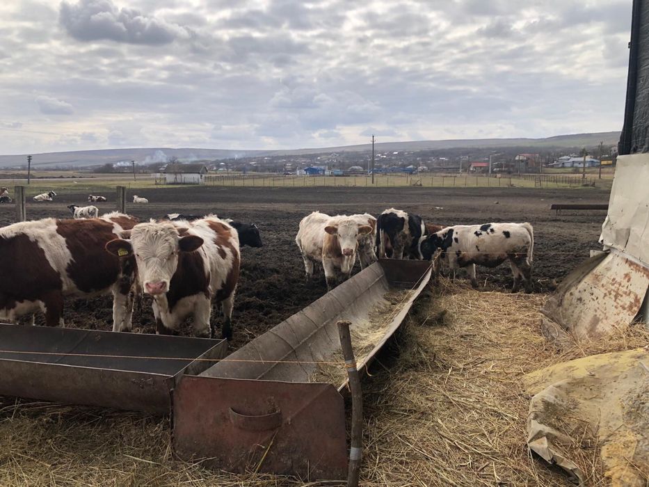 Vand :14 taurii cu varsta de 1 an in jur de 280-320kg buc