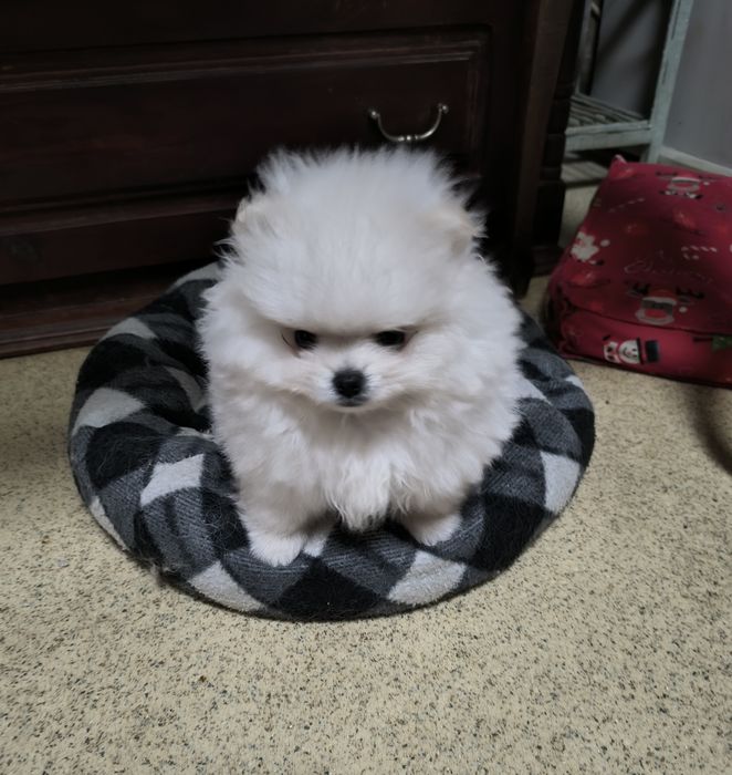 Померан мини момче