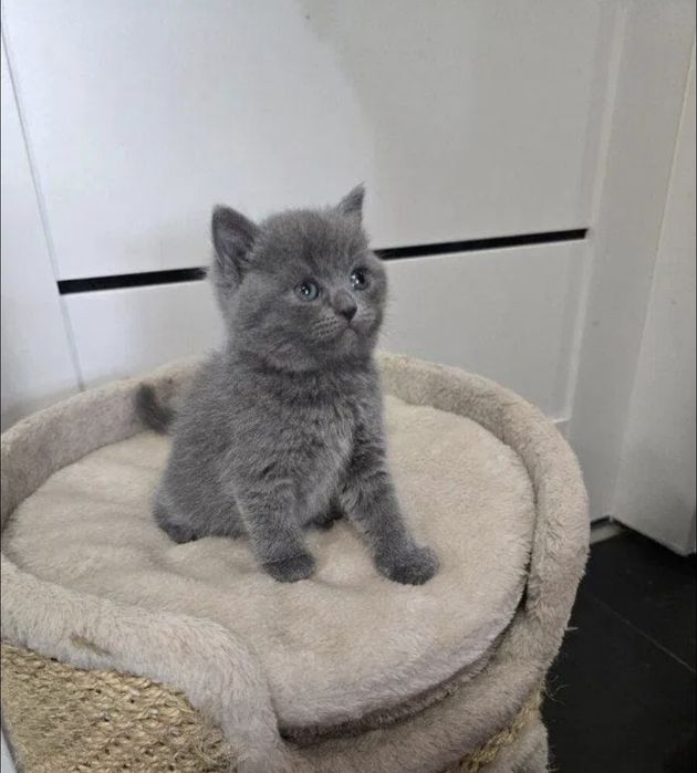 Британские котята
