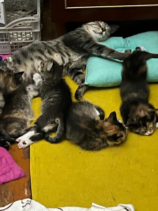 Отдам котят в хорошие руки