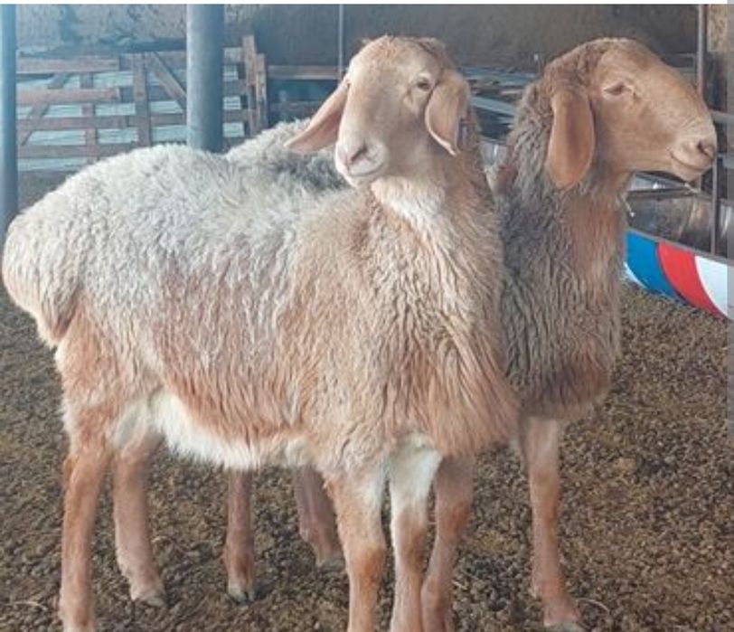 Прадаётся бараны