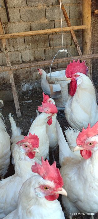 Тауықтар леггорн стандар