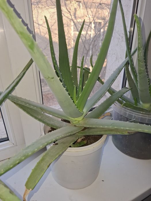 Комнатные растение