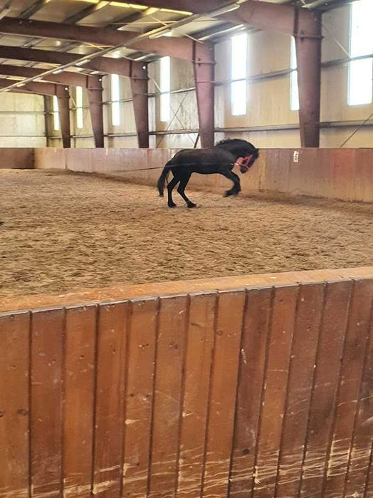 De vânzare: Iapă Friesian (7 ani) și Mânz (2 ani)  preț redus ambii 12.000 euro – Snagov, Ilfov